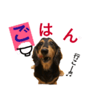 ダックス みなみの毎日ことば（個別スタンプ：25）