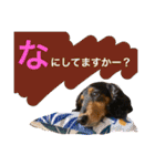 ダックス みなみの毎日ことば（個別スタンプ：28）