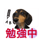 ダックス みなみの毎日ことば（個別スタンプ：29）