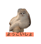 にゃんこっず（個別スタンプ：1）