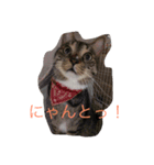 にゃんこっず（個別スタンプ：3）