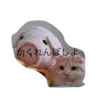 にゃんこっず（個別スタンプ：5）