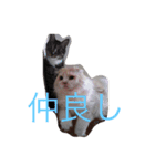 にゃんこっず（個別スタンプ：7）