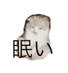 にゃんこっず（個別スタンプ：8）