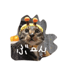にゃんこっず（個別スタンプ：10）