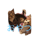 にゃんこっず（個別スタンプ：12）