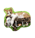 にゃんこっず（個別スタンプ：14）