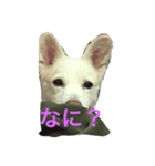 ぶーちゃん❤️（個別スタンプ：5）