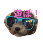 レディーとアンディ（個別スタンプ：2）
