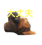 レディーとアンディ（個別スタンプ：3）