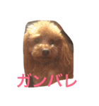 レディーとアンディ（個別スタンプ：8）