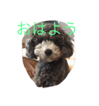 レディーとアンディ（個別スタンプ：12）