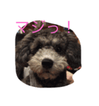 レディーとアンディ（個別スタンプ：13）