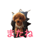 レディーとアンディ（個別スタンプ：17）