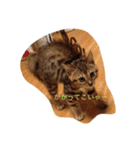 barong#3（個別スタンプ：8）
