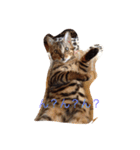 barong#3（個別スタンプ：15）