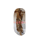 barong#3（個別スタンプ：17）