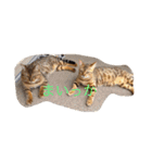 barong#3（個別スタンプ：19）