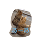 barong#3（個別スタンプ：20）