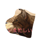 barong#3（個別スタンプ：23）