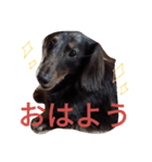 我が家のダックスフント クッキー（個別スタンプ：1）