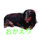 我が家のダックスフント クッキー（個別スタンプ：2）