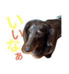 我が家のダックスフント クッキー（個別スタンプ：6）
