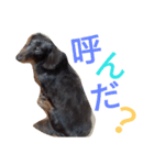 我が家のダックスフント クッキー（個別スタンプ：8）