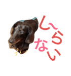 我が家のダックスフント クッキー（個別スタンプ：9）