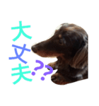 我が家のダックスフント クッキー（個別スタンプ：10）