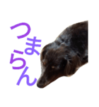 我が家のダックスフント クッキー（個別スタンプ：11）
