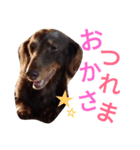 我が家のダックスフント クッキー（個別スタンプ：12）