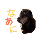 我が家のダックスフント クッキー（個別スタンプ：13）