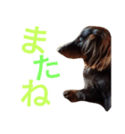 我が家のダックスフント クッキー（個別スタンプ：14）