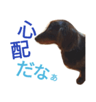 我が家のダックスフント クッキー（個別スタンプ：16）