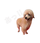 Mfamily88papa（個別スタンプ：1）