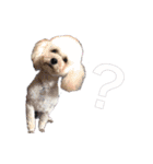 Mfamily88papa（個別スタンプ：9）
