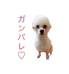 Mfamily88papa（個別スタンプ：11）