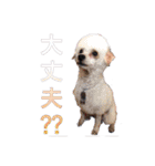 Mfamily88papa（個別スタンプ：15）