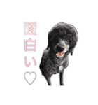 Mfamily88papa（個別スタンプ：16）