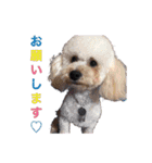 Mfamily88papa（個別スタンプ：17）