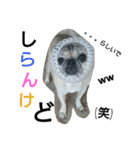 パグシアのきもち（個別スタンプ：2）