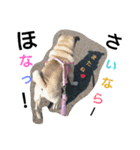 パグシアのきもち（個別スタンプ：6）