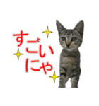 きじとらねこの日常スタンプ（個別スタンプ：1）