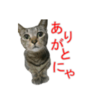 きじとらねこの日常スタンプ（個別スタンプ：2）