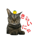 きじとらねこの日常スタンプ（個別スタンプ：4）