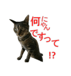 きじとらねこの日常スタンプ（個別スタンプ：5）