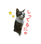 きじとらねこの日常スタンプ（個別スタンプ：6）