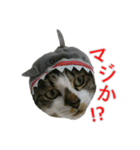 きじとらねこの日常スタンプ（個別スタンプ：7）