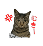 きじとらねこの日常スタンプ（個別スタンプ：10）